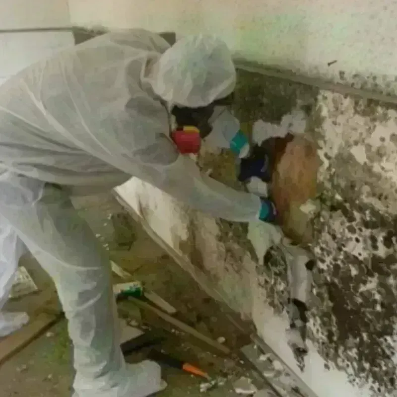 Mold Remediation and Removal in Spanish Fort, AL